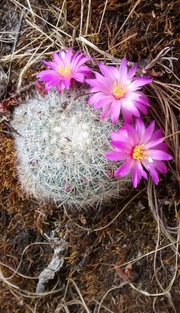  - Mammillaria Deherdtiana