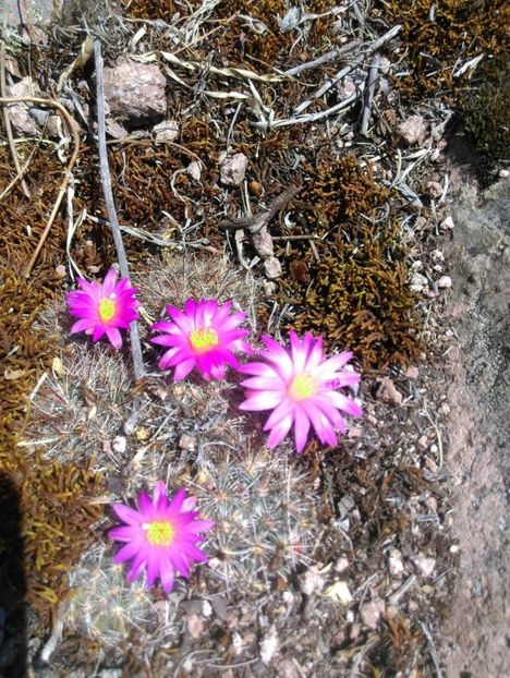  - Mammillaria Deherdtiana
