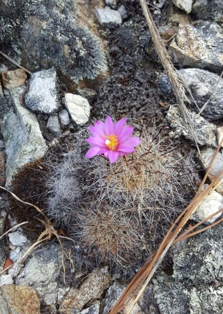  - Mammillaria Deherdtiana