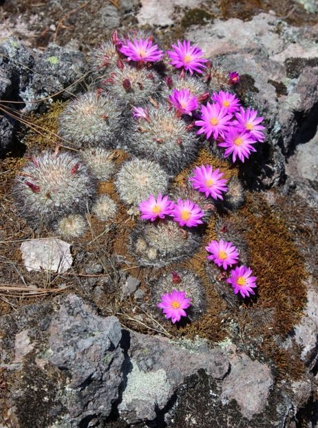  - Mammillaria Deherdtiana