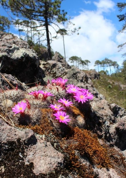  - Mammillaria Deherdtiana