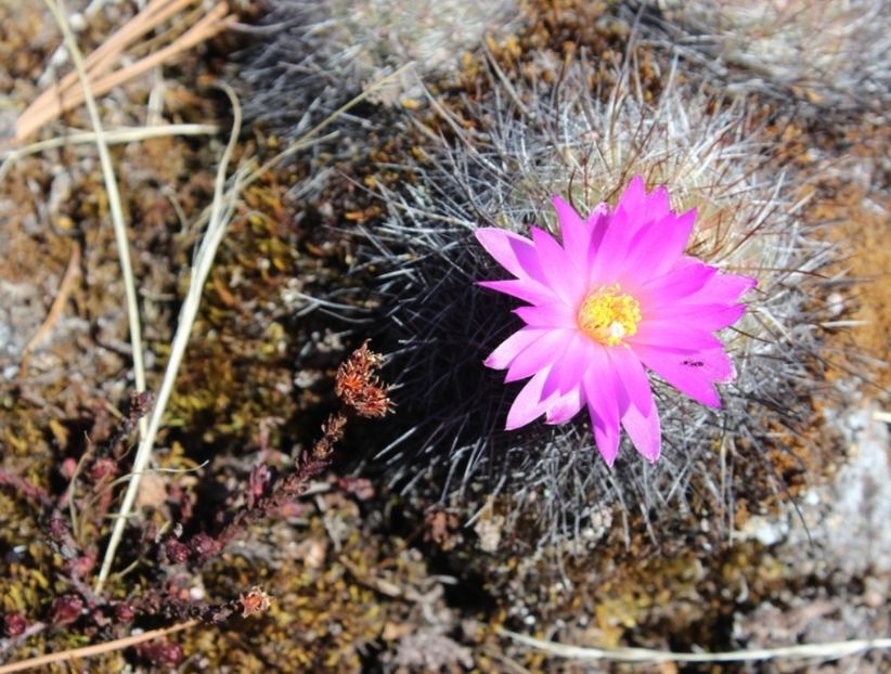  - Mammillaria Deherdtiana