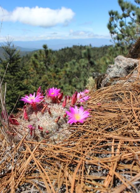  - Mammillaria Deherdtiana