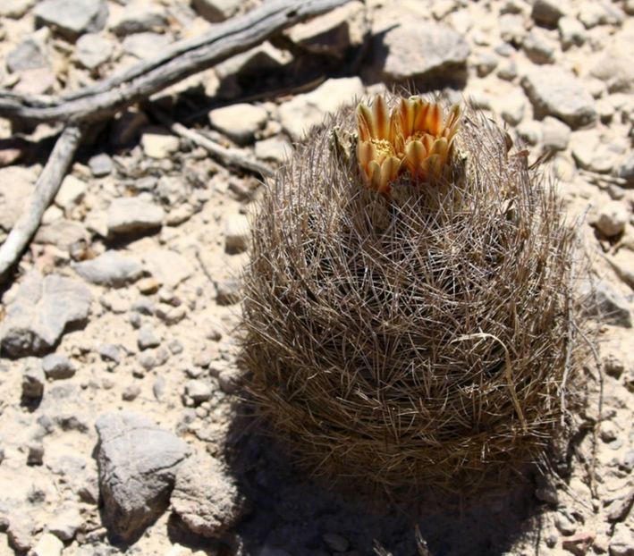  - Echinomastus Duragensis