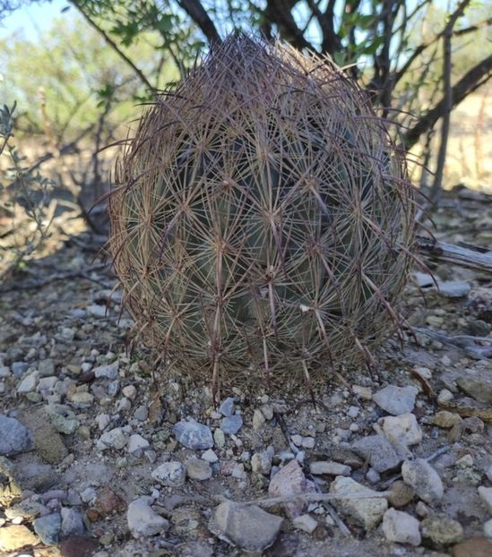  - Echinomastus Duragensis