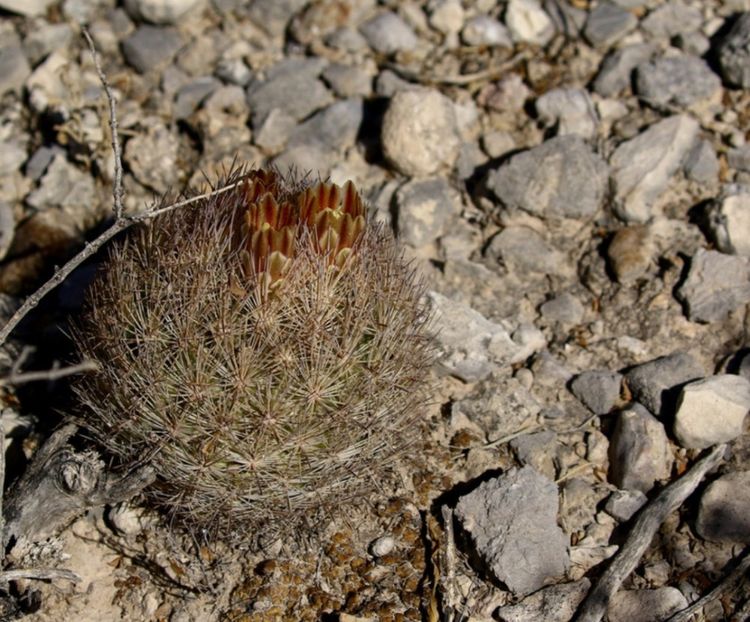  - Echinomastus Duragensis