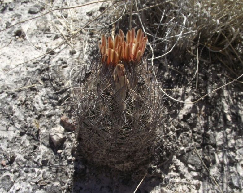  - Echinomastus Duragensis