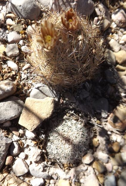  - Echinomastus Duragensis