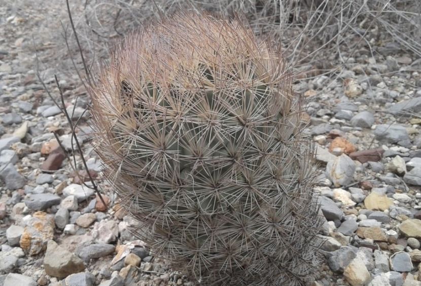  - Echinomastus Duragensis