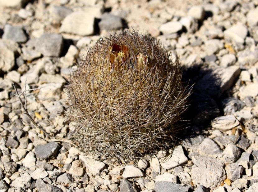  - Echinomastus Duragensis