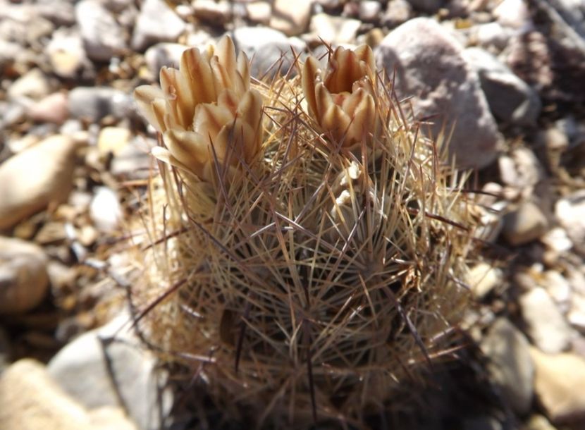  - Echinomastus Duragensis