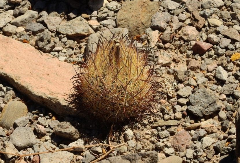  - Echinomastus Duragensis