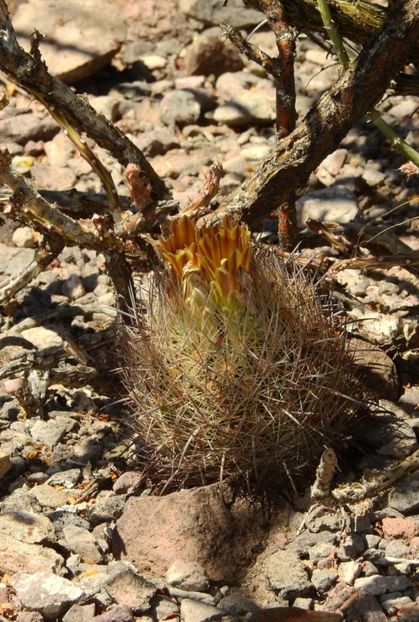  - Echinomastus Duragensis