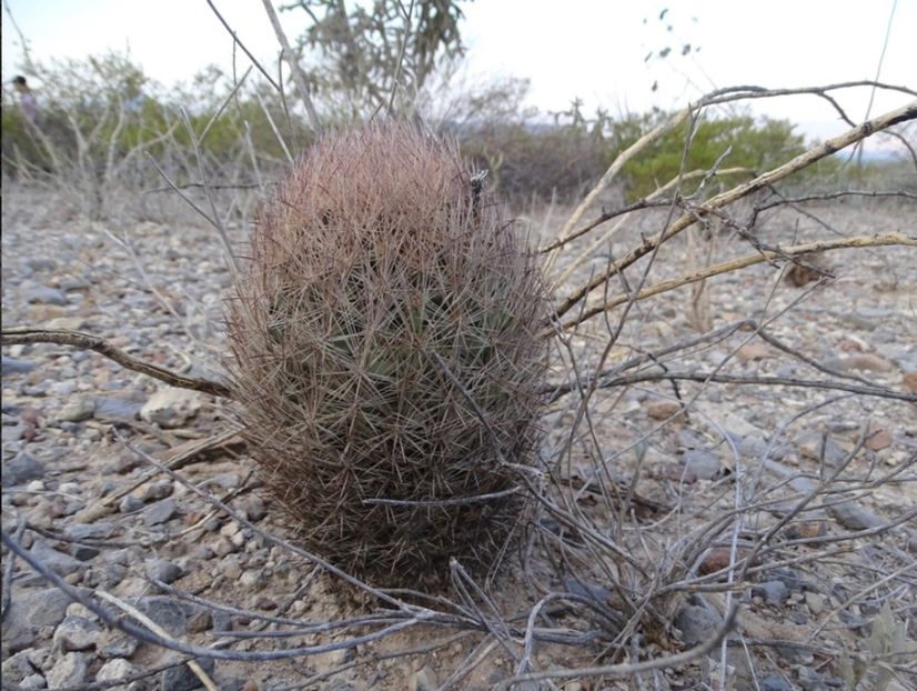  - Echinomastus Duragensis