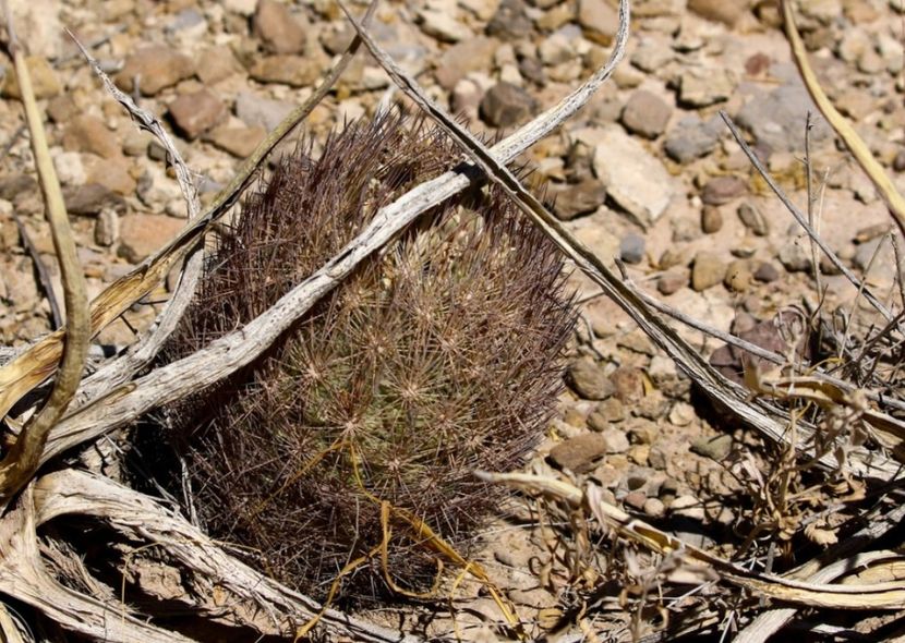  - Echinomastus Duragensis