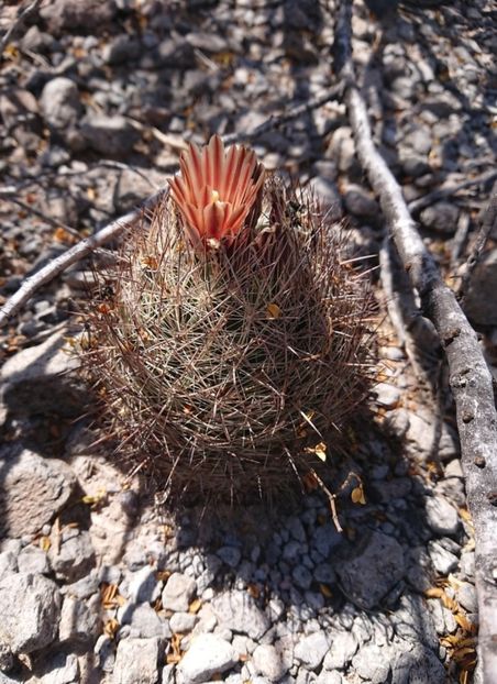  - Echinomastus Duragensis