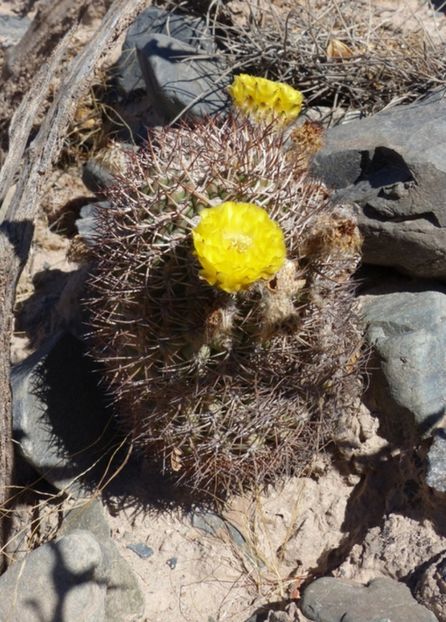 - Acanthocalycium Thionanthum