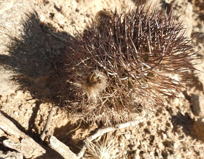  - Acanthocalycium Thionanthum