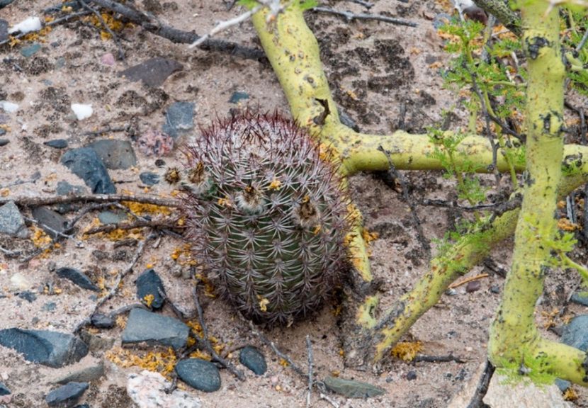  - Acanthocalycium Thionanthum