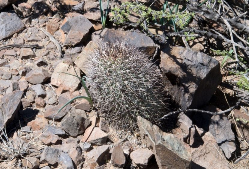  - Acanthocalycium Thionanthum