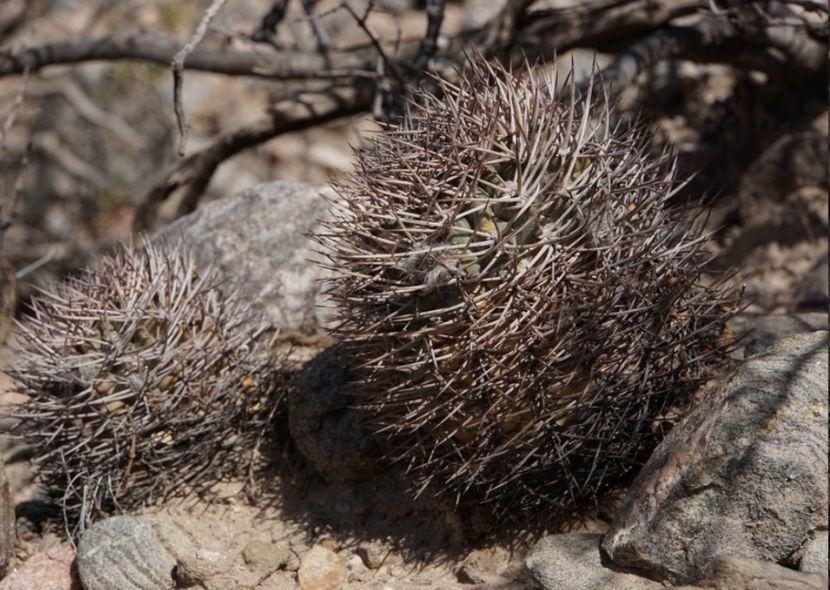  - Acanthocalycium Thionanthum