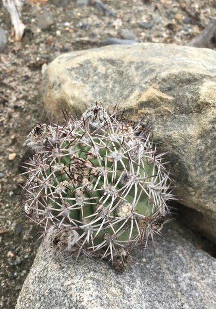  - Acanthocalycium Thionanthum