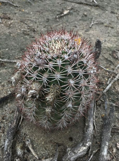  - Acanthocalycium Thionanthum