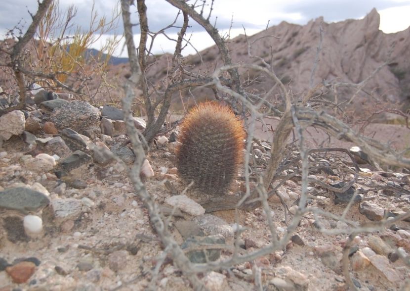  - Acanthocalycium Thionanthum