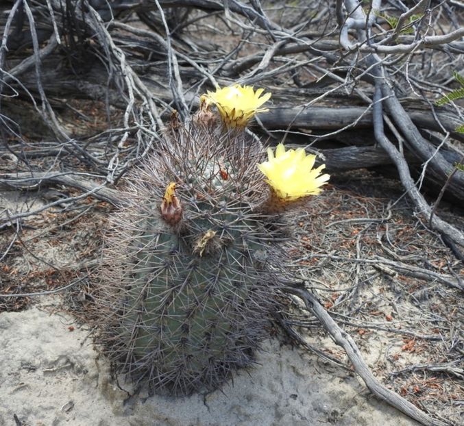  - Acanthocalycium Thionanthum