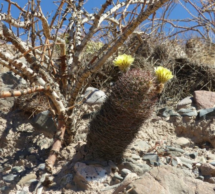  - Acanthocalycium Thionanthum