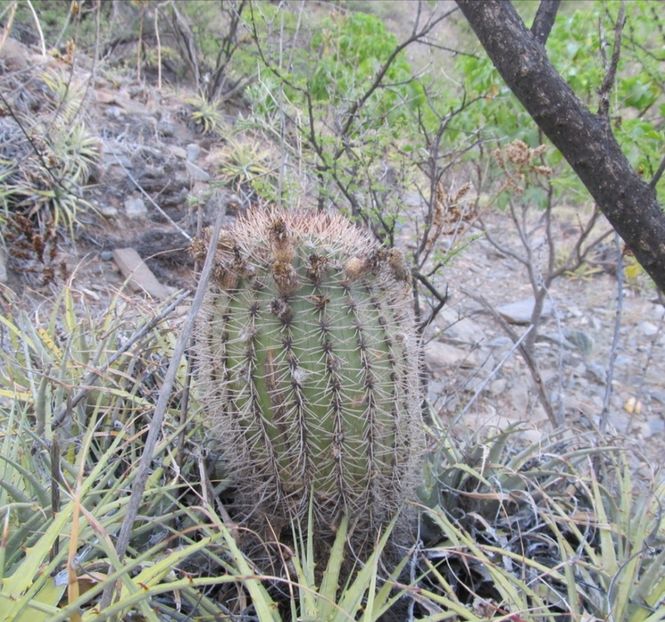 - Acanthocalycium Thionanthum