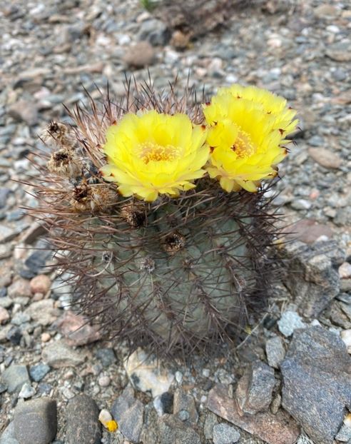  - Acanthocalycium Thionanthum