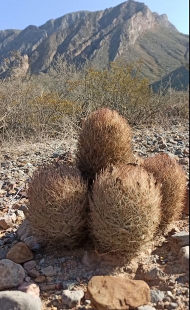  - Acanthocalycium Thionanthum