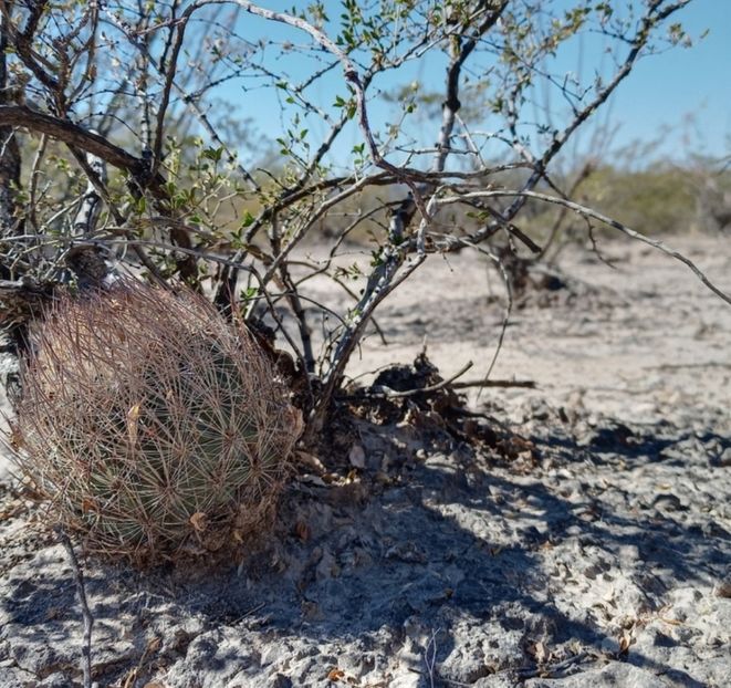  - Acanthocalycium Thionanthum