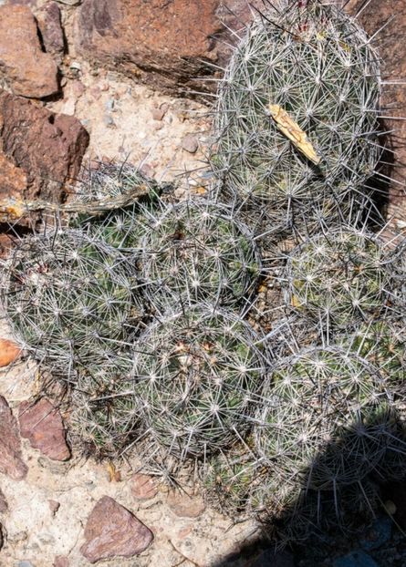  - Acanthocalycium Thionanthum