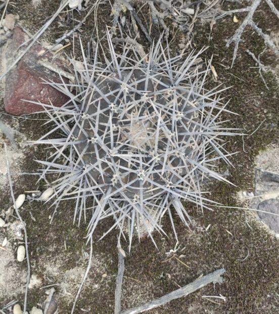  - Gymnocalycium Gibbosum