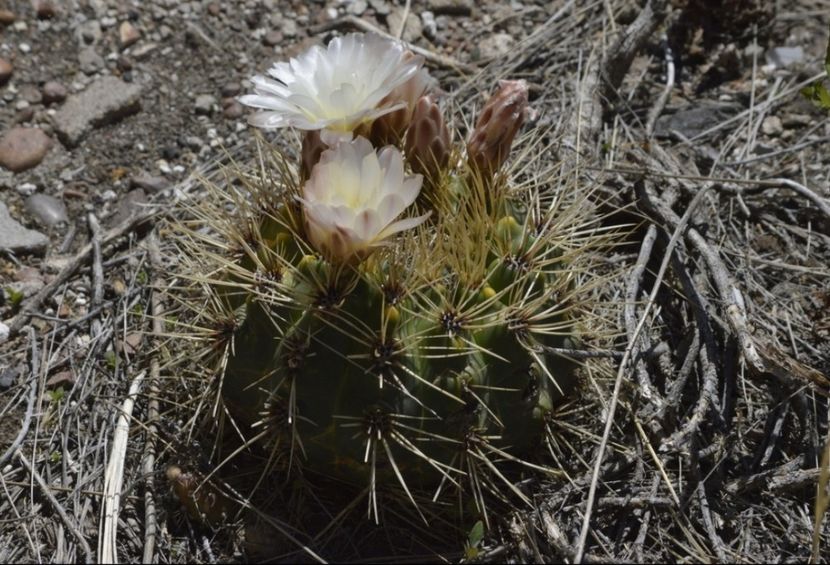 - Gymnocalycium Gibbosum