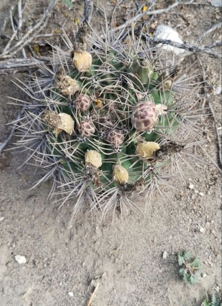  - Gymnocalycium Gibbosum