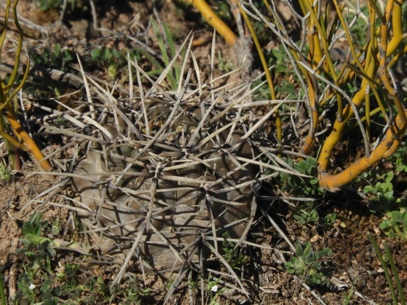  - Gymnocalycium Gibbosum