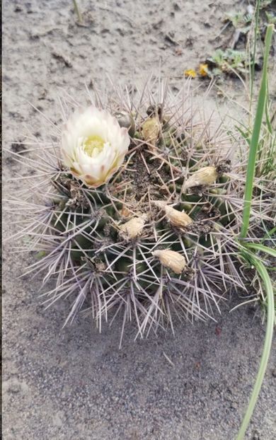  - Gymnocalycium Gibbosum