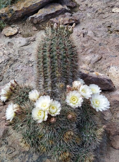  - Gymnocalycium Gibbosum