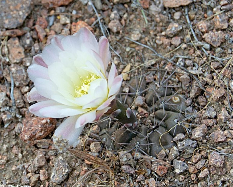  - Gymnocalycium Gibbosum