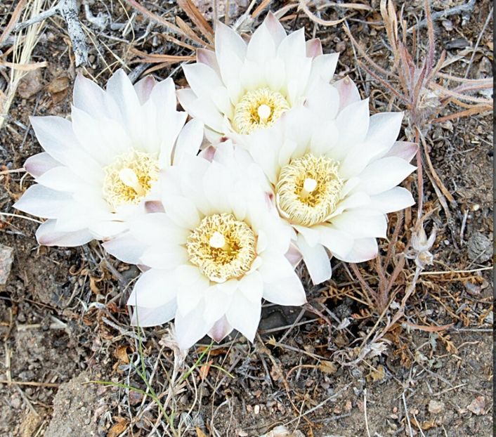  - Gymnocalycium Gibbosum