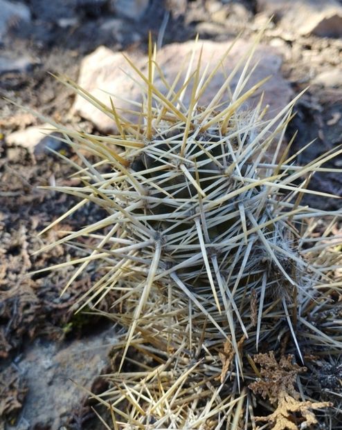  - Austrocactus Coxii