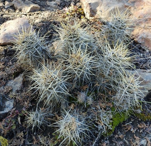  - Austrocactus Coxii