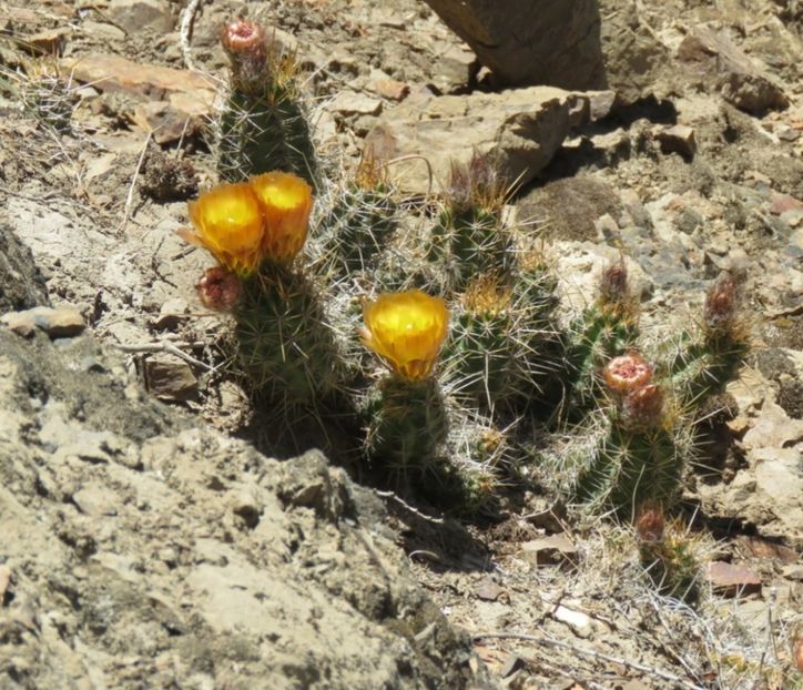  - Austrocactus Coxii