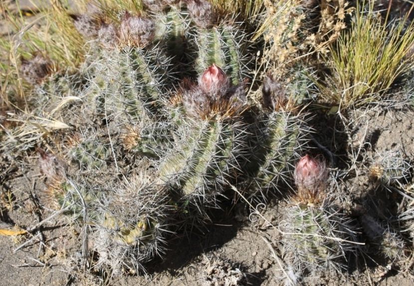  - Austrocactus Coxii