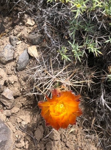  - Austrocactus Coxii