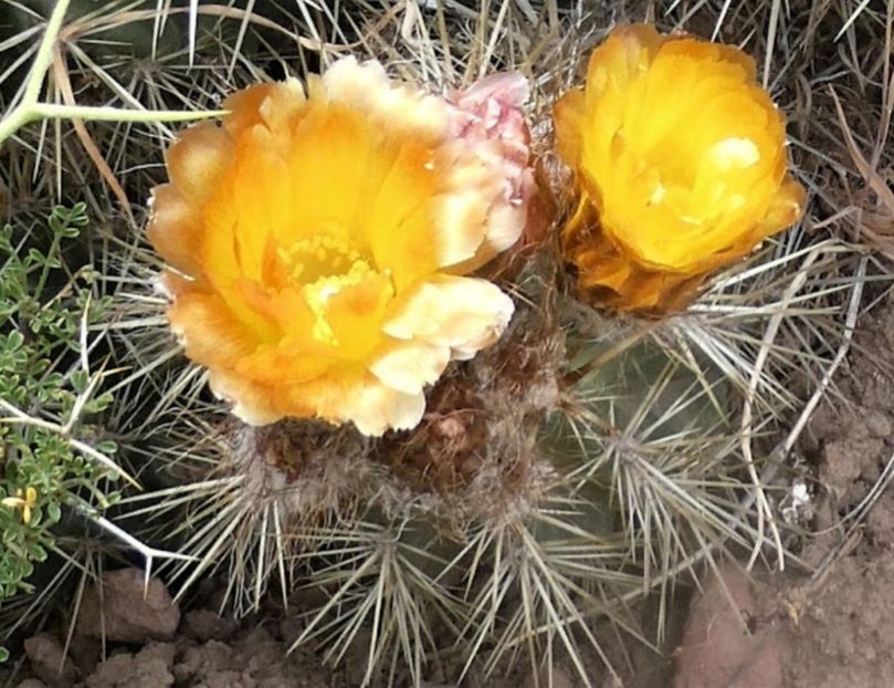  - Austrocactus Coxii