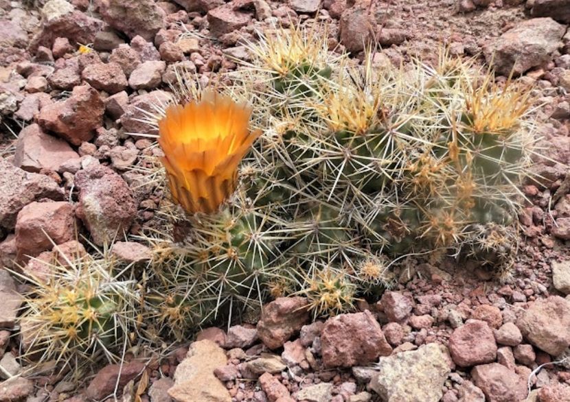  - Austrocactus Coxii